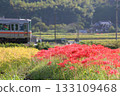Autumn scenery of a rural area with a local train line 133109468
