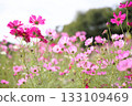 Cosmos flowers in full bloom 133109469