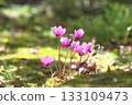 Cyclamen flowers blooming in the park 133109473
