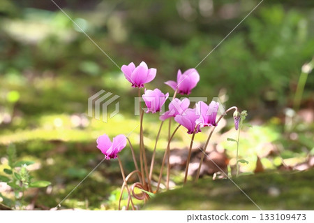 公園裡盛開的仙客來花 公園裡盛開的仙客來花 133109473