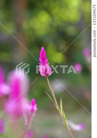 Nogeitou花 133109475