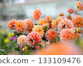 Beautifully blooming orange dahlia 133109476