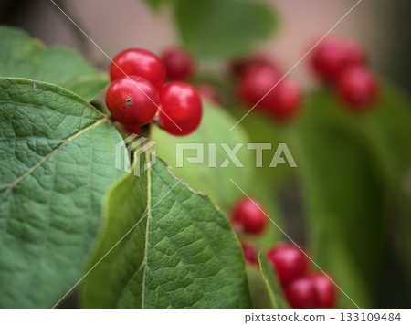 十月成熟的漂亮紅色葫蘆果實 十月成熟的漂亮紅色葫蘆果實 133109484