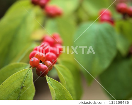 Beautiful red gourd fruit ripened in October Beautiful red gourd fruit ripened in October 133109486