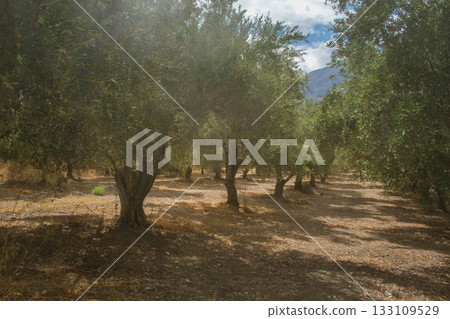 Olive plantations in Crete during autumn before harvest season. Olive plantations in Crete during autumn before harvest season. 133109529