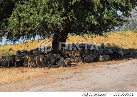 Sheep herd resting in the shade under a tree during summer heat. Sheep herd resting in the shade under a tree during summer heat. 133109531