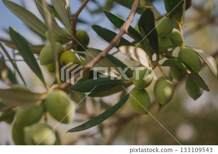 Cluster of green olives on branch in Mediterranean sunlight. Cluster of green olives on branch in Mediterranean sunlight. 133109543
