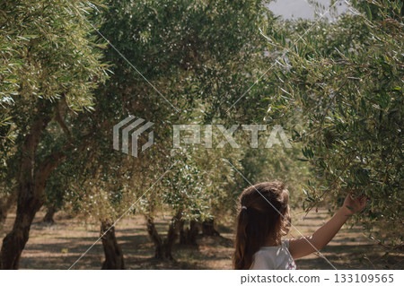 Child in olive grove reaching up to touch the leaves and young olives on the tree Child in olive grove reaching up to touch the leaves and young olives on the tree 133109565