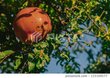 Ripe pomegranate hanging on a tree branch, basking in the warm golden sunlight 133109577