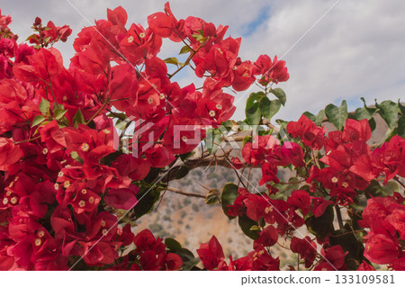 Natural floral wallpaper: bright bougainvillea blossoms creating a vivid background Natural floral wallpaper: bright bougainvillea blossoms creating a vivid background 133109581