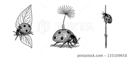 Ladybug hand-drawn pen illustration set, Hand-Drawn Ladybug Pen Illustra Ladybug hand-drawn pen illustration set, Hand-Drawn Ladybug Pen Illustra 133109658