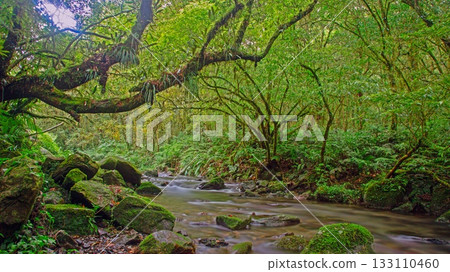 Rainforest stream with moss covered rocks in Taiwan Rainforest stream with moss covered rocks in Taiwan 133110460