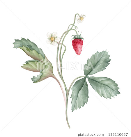 Composition with Wild Strawberry branches and white flower . Hand drawn watercolor illustration of Woodland strawberry plant green leaves and red wild berries on isolated background. 133110637