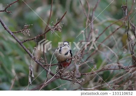 Great spotted woodpecker perched on a branch Great spotted woodpecker perched on a branch 133110652