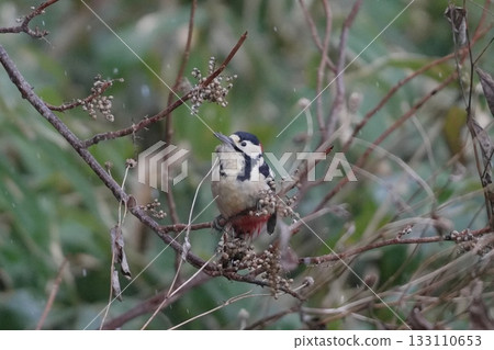 Great spotted woodpecker perched on a branch Great spotted woodpecker perched on a branch 133110653