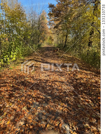 Autumn Path in Forest Covered with Fallen Leaves 133110738