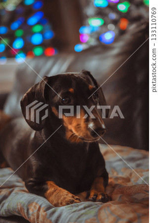 Adorable dachshund dog lying on couch with colorful Christmas lights in background 133110769