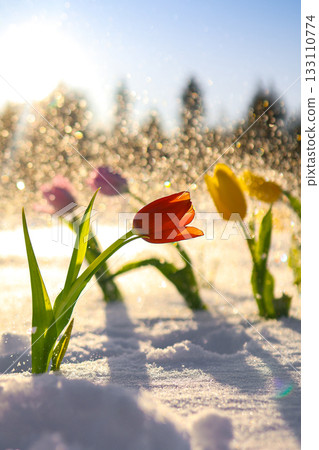 Red tulip blooming in snow under sunlight, symbol of spring and hope after winter Red tulip blooming in snow under sunlight, symbol of spring and hope after winter 133110774