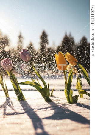 Colorful tulips standing in snowy field under falling snowflakes, beautiful spring awakening scene 133110775