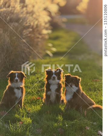 Three Australian Shepherds in Golden Light Three Australian Shepherds in Golden Light 133110806