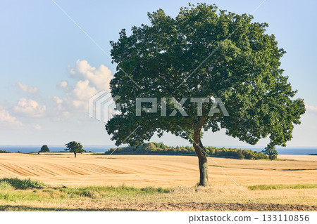 Single tree on a field at the baltic coast in Denmark Single tree on a field at the baltic coast in Denmark 133110856