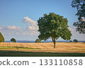 Tree on a field at the baltic coast in Denmark 133110858