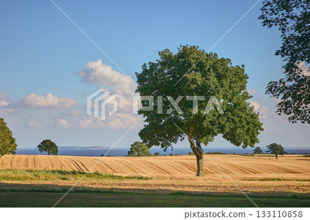 Tree on a field at the baltic coast in Denmark Tree on a field at the baltic coast in Denmark 133110858