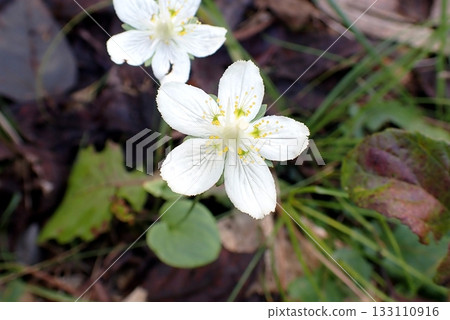 梅八莊（男鹿市甘風山，251023） 133110916