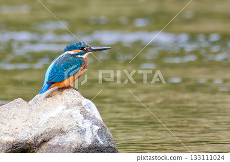 A male kingfisher on a rock hunting for prey 133111024