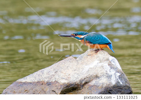 雄性翠鳥即將起飛 雄性翠鳥即將起飛 133111025