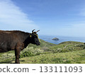Cow looking at the sea 133111093