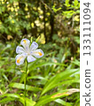Flowers 133111094