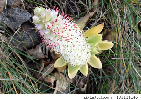 Rock renge (Nyudozaki Benten Hill, Oga Peninsula, 251105) Rock renge (Nyudozaki Benten Hill, Oga Peninsula, 251105) 133111140