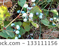 野生葡萄（男鹿半島入道崎弁天山251105） 133111156