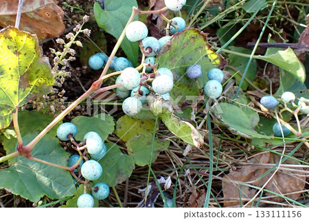 野生葡萄（男鹿半島入道崎弁天山251105） 133111156