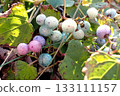 Wild grapes (Nyudozaki Benten Hill, Oga Peninsula, 251105) 133111157