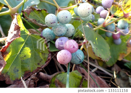 Wild grapes (Nyudozaki Benten Hill, Oga Peninsula, 251105) 133111158