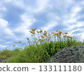 Blue sky, white clouds and Tobishima daylilies 133111180