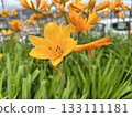 Tobishima daylily on Sado Island 133111181