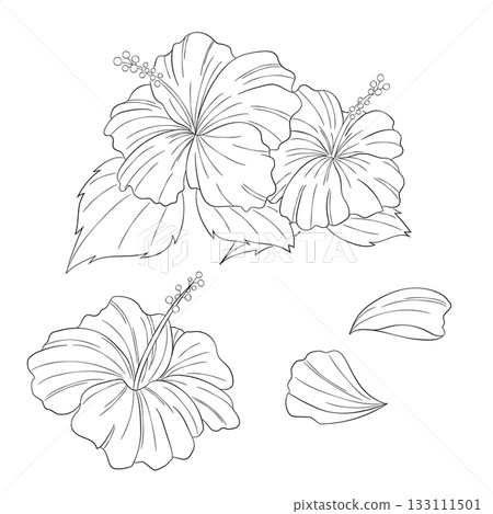 西方草本植物「木槿」的向量線條畫插圖 133111501