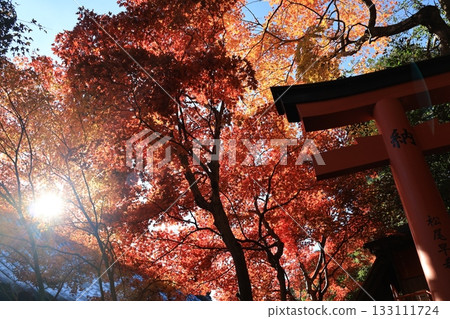 Autumn leaves and torii gates - Red scenery Autumn leaves and torii gates - Red scenery 133111724