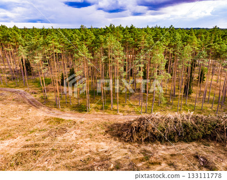 Tuchola forest in Poland. Aerial view 133111778