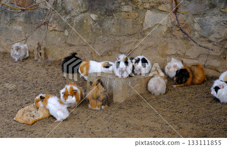 A group of adorable guinea pigs of various colors black, white, brown and mixed gathered in an outdoor enclosure A group of adorable guinea pigs of various colors black, white, brown and mixed gathered in an outdoor enclosure 133111855