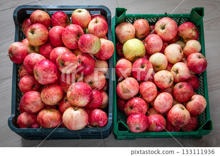 Two crates filled with freshly harvested red apples on wooden floor, organic fruit collection from 133111936