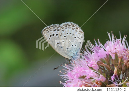 A Yamato Shijimi butterfly sucking nectar from a pink daisy flower blooming in an autumn garden A Yamato Shijimi butterfly sucking nectar from a pink daisy flower blooming in an autumn garden 133112042