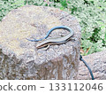 A Japanese lizard in a park in Tokyo 133112046