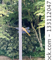 A pale dragonfly in the park 133112047