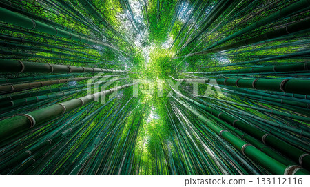 Beautiful scenery looking up at the bamboo forest Beautiful scenery looking up at the bamboo forest 133112116