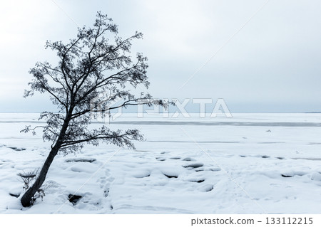 A tranquil winter scene features bare alder tree at a frozen lake 133112215
