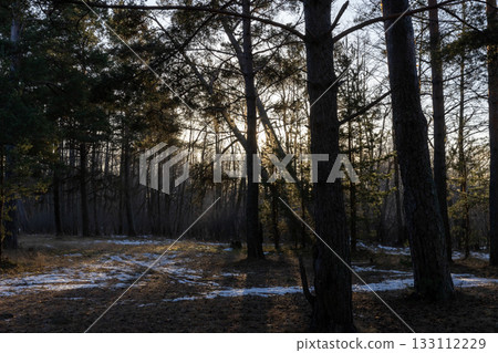 A tranquil forest scene at sunset with tall pines and bare branches A tranquil forest scene at sunset with tall pines and bare branches 133112229